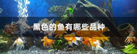 黑色 魚